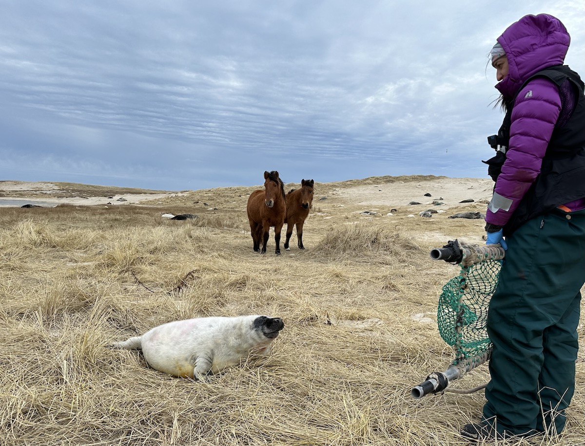 WHOI's tweet image. 🦭🐴 What do you get when you cross gray seal pups + wild horses?

An amazing photograph, for one! But for #WHOI marine biologist @michellershero, it’s just what happens when she collaborates with @FishOceansCAN on #SableIsland, NS!

#NSFfunded with  @NSF  @TexasTech @UA_System