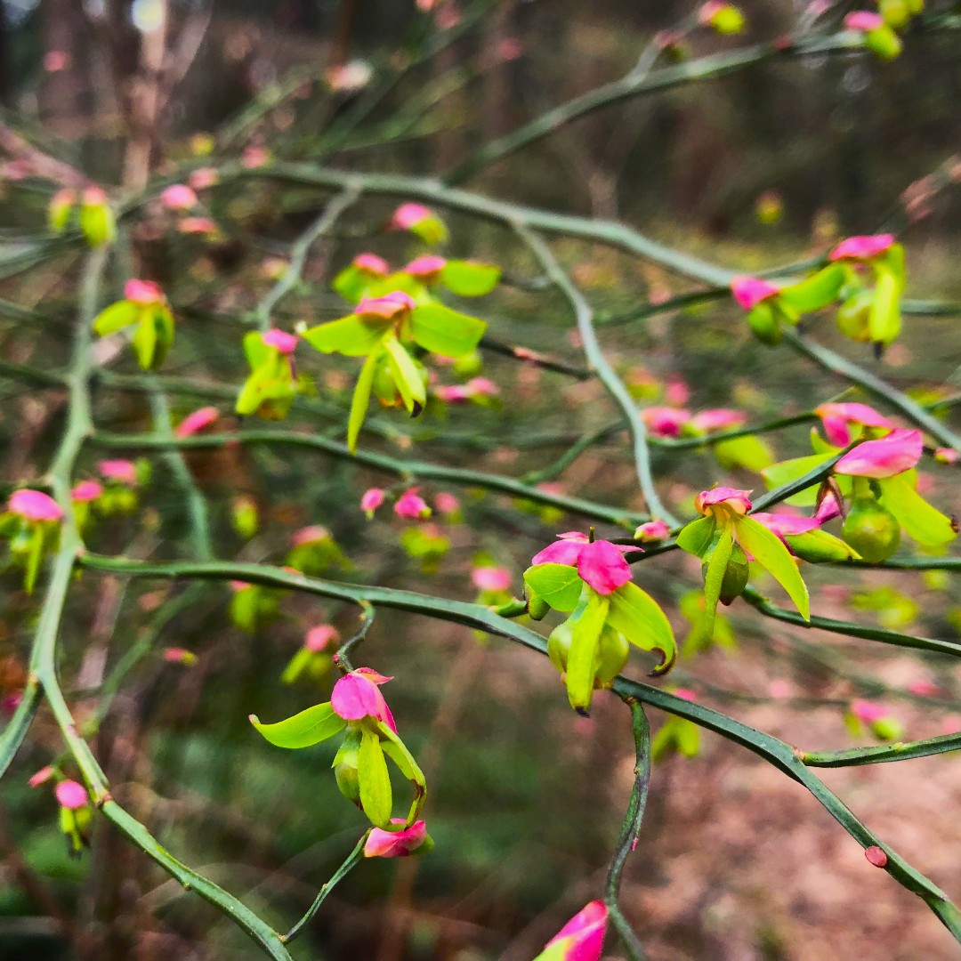 Pictured here are the newly emerging spring leaves of Vaccinium parvifolium, or red huckleberry. Come March we just love the way the bud scales protecting the dormant shoots throughout the winter expand and become vibrant pink, and the electric green shoot growth emerges.