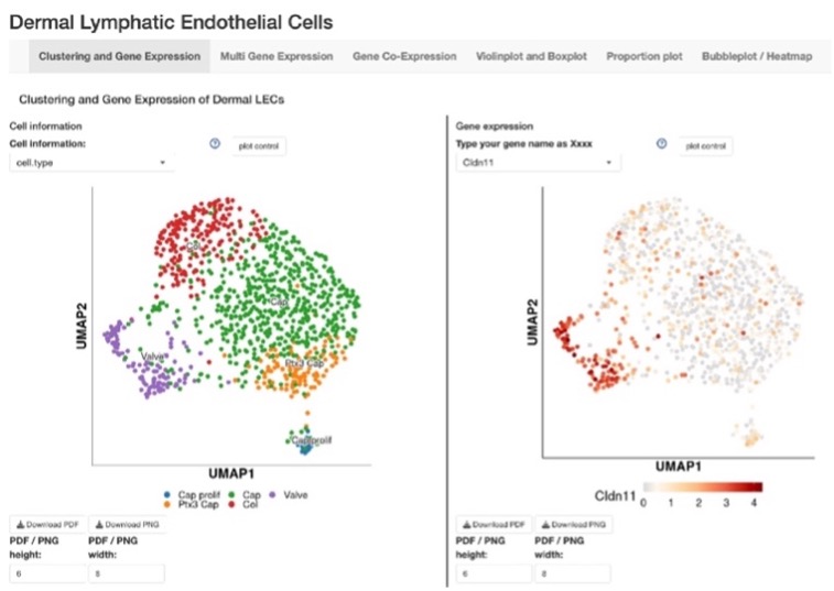 EVBO (@evb_org) on Twitter photo <a href="/RuiBenedito_/">Rui Benedito</a> We also love single-cell RNA sequencing. Have you checked our web applications to visualize the expression of your favorite gene in mouse dermal lymphatic endothelial cells tinyurl.com/nhe76bxv
and human penile cavernous endothelial cells?
tinyurl.com/4d9j93hx <a href="/RuiBenedito_/">Rui Benedito</a> We also love single-cell RNA sequencing. Have you checked our web applications to visualize the expression of your favorite gene in mouse dermal lymphatic endothelial cells tinyurl.com/nhe76bxv
and human penile cavernous endothelial cells?
tinyurl.com/4d9j93hx