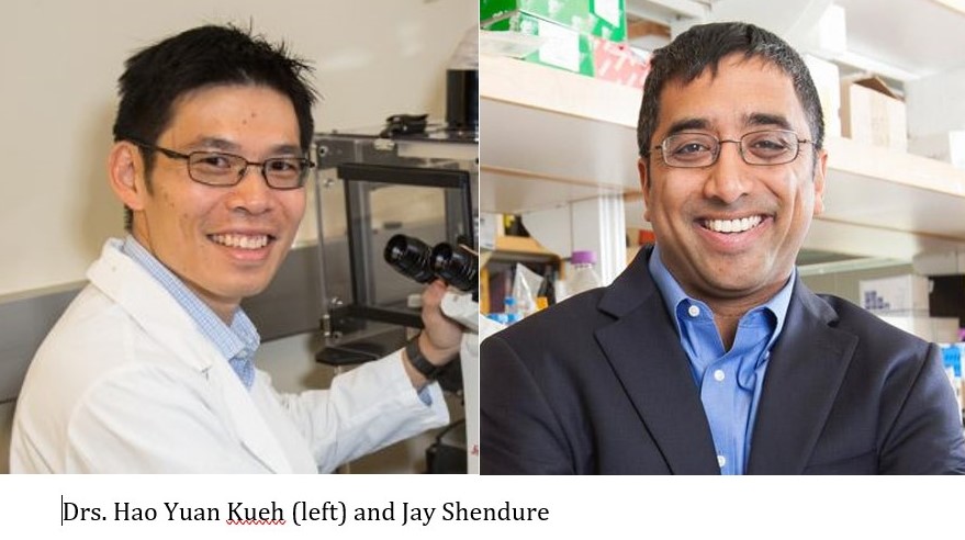 Brotman Baty (@brotmanbaty) on Twitter photo New <a href="/ImmunityCP/">Immunity</a> paper concludes flexibility & stochasticity in cellular decisions ensure optimal immune responses against diverse threats. Authors include <a href="/Kueh_Lab/">KuehLab</a> & <a href="/JShendure/">Jay Shendure</a>
<a href="/uwgenome/">UW Genome Sciences</a> <a href="/UWBioE/">UW Bioengineering</a> <a href="/UWArtSci/">UW College of Arts & Sciences</a> <a href="/NIH/">NIH</a> <a href="/EmoryMedicine/">Emory School of Medicine</a>
cell.com/immunity/fullt… New <a href="/ImmunityCP/">Immunity</a> paper concludes flexibility & stochasticity in cellular decisions ensure optimal immune responses against diverse threats. Authors include <a href="/Kueh_Lab/">KuehLab</a> & <a href="/JShendure/">Jay Shendure</a>
<a href="/uwgenome/">UW Genome Sciences</a> <a href="/UWBioE/">UW Bioengineering</a> <a href="/UWArtSci/">UW College of Arts & Sciences</a> <a href="/NIH/">NIH</a> <a href="/EmoryMedicine/">Emory School of Medicine</a>
cell.com/immunity/fullt…