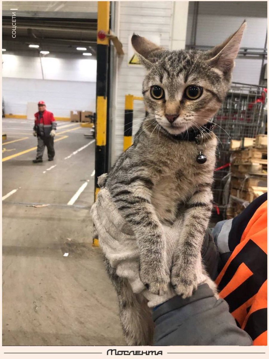 Мослента tweet media