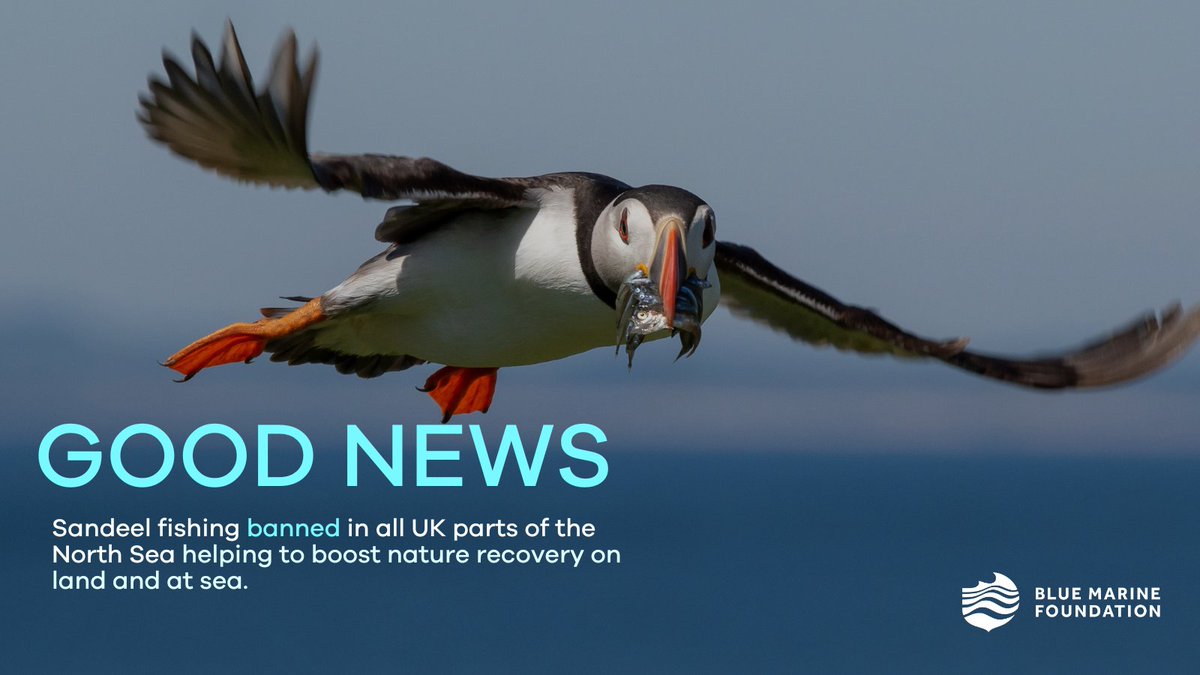 BREAKING: Sandeel fishing banned on UK side of North Sea

A fantastic result after huge efforts from politicians, government officials, scientists at Natural England &amp; NGOs. This work will have a positive impact on wildlife both above and below the surface in the North Sea.🐟