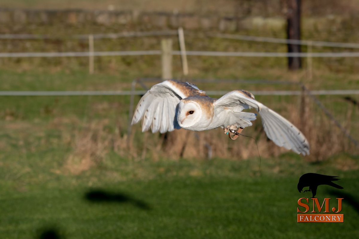 Our enchanting Barn Owl, Twilight, is truly a magnificent sight. We have had the privilege of witnessing an increasing number of these splendid birds making their homes in the valley and the surrounding rural landscapes. Have you seen many this year? let us know in the comments