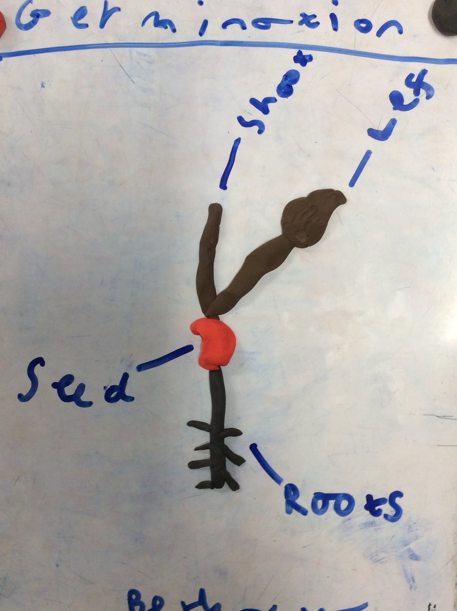 NectonY2's tweet image. We were showing our understanding of scientific concepts  today in Maple class, as we made models explaining different stages of the life-cycle of a plant. @NectonPrimary 🌱🌻