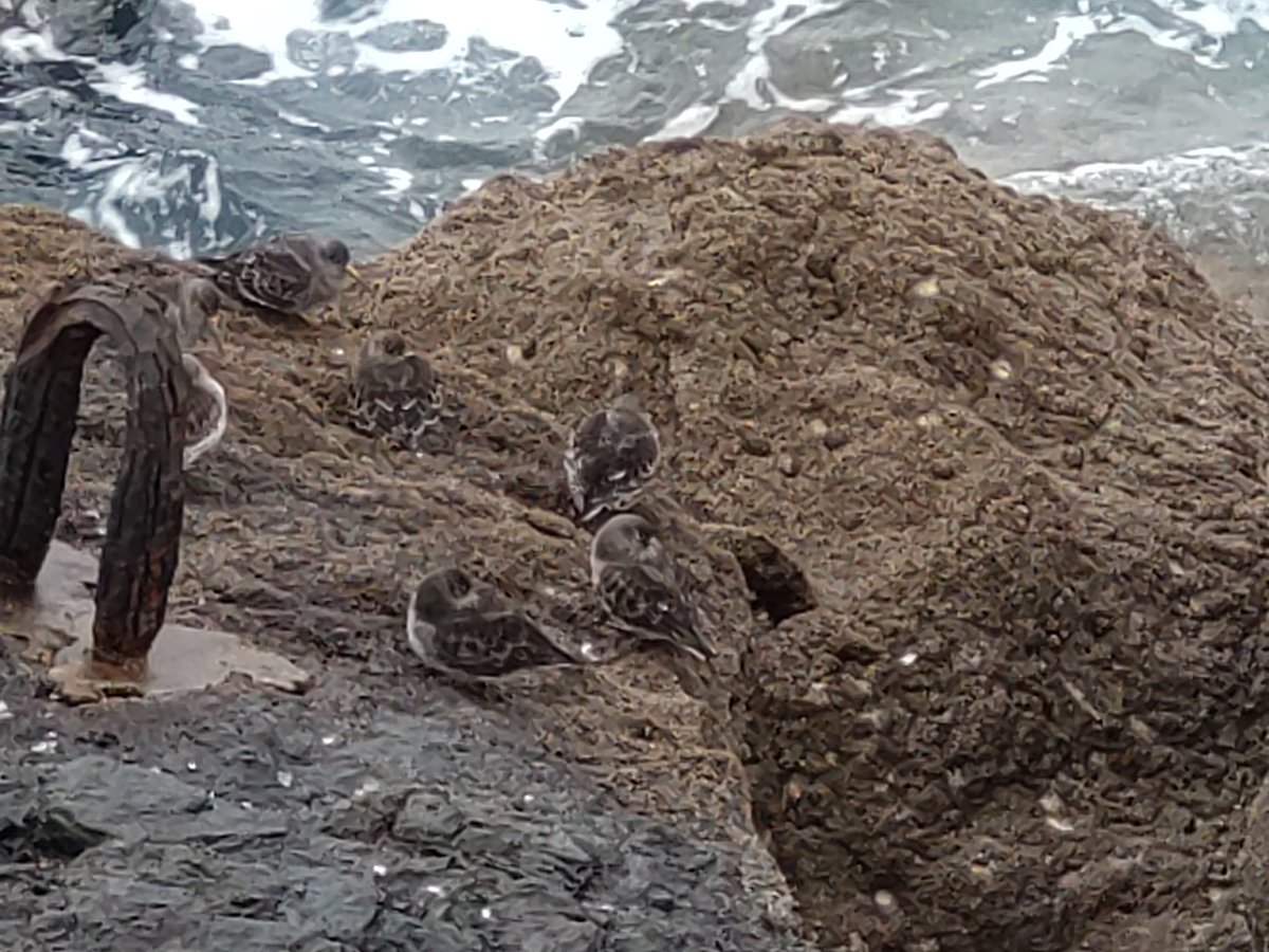 BrianFester1's tweet photo. 9 Purple Sandpipers 1 Rock Pipit on Haldon Pier Torquay.Haldon Pier https://t.co/xKgMT0sLlv