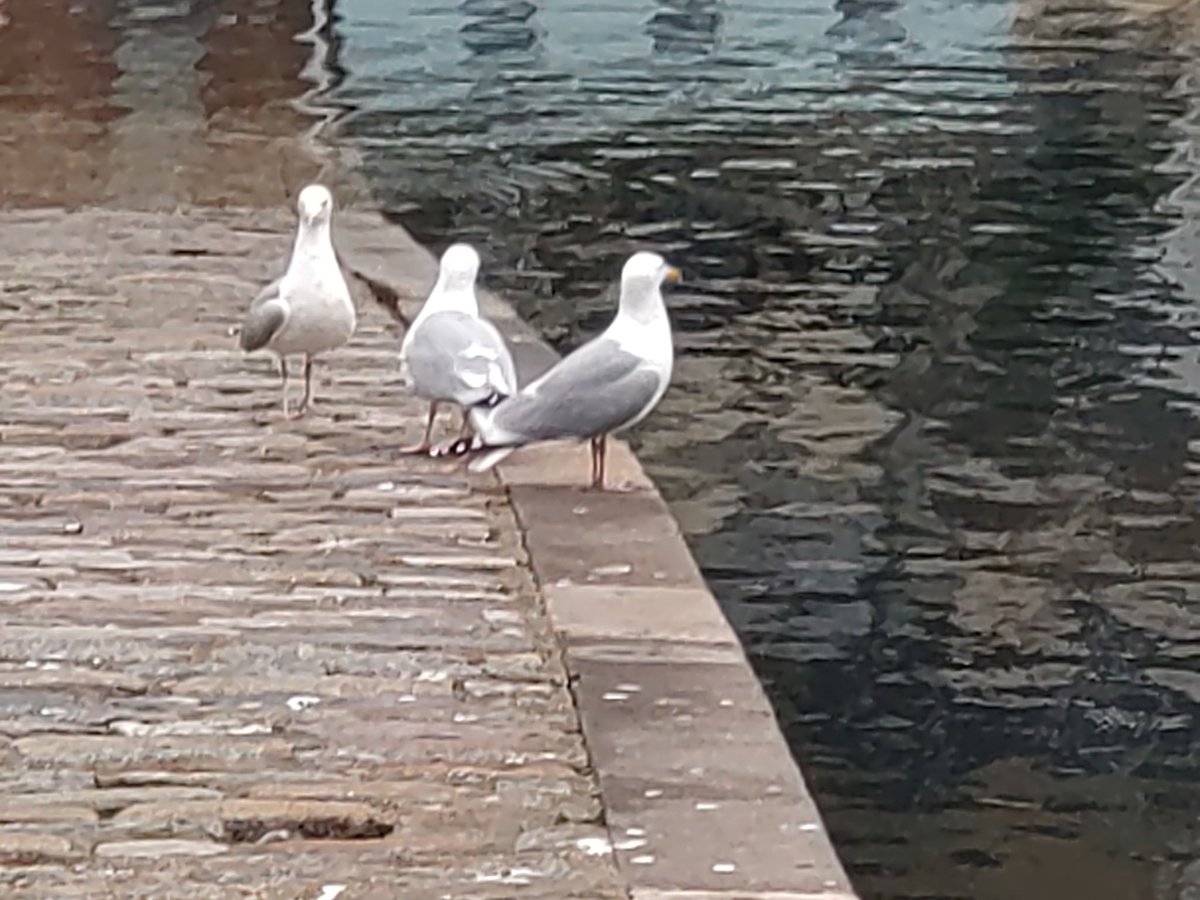 BrianFester1's tweet photo. 9 Purple Sandpipers 1 Rock Pipit on Haldon Pier Torquay.Haldon Pier https://t.co/xKgMT0sLlv