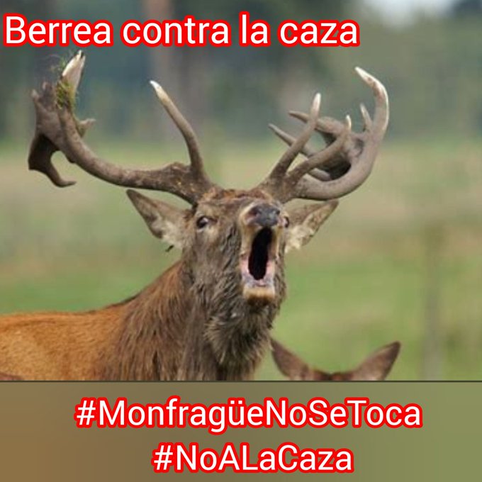 ACCIÓN EN TWITTER 
Escribe a
<a href="/EUCouncil/">EU Council</a>
<a href="/Teresaribera/">Teresa Ribera</a>
<a href="/mitecogob/">Transición Ecológica y Reto Demográfico</a>
Para paralizar la orden de caza en el Parque de Monfragüe  
Berrean por su vida y su libertad amenazada por cazadores millonarios que vienen a Cáceres para aniquilarles 
Hazlo viral 
#MonfragüeNoSeToca
#NoALaCaza