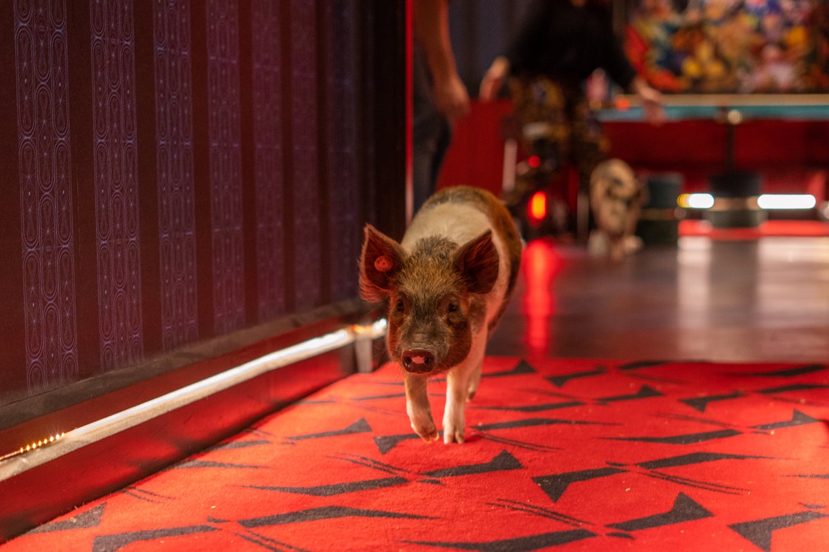 The Garden Cinema tweet media