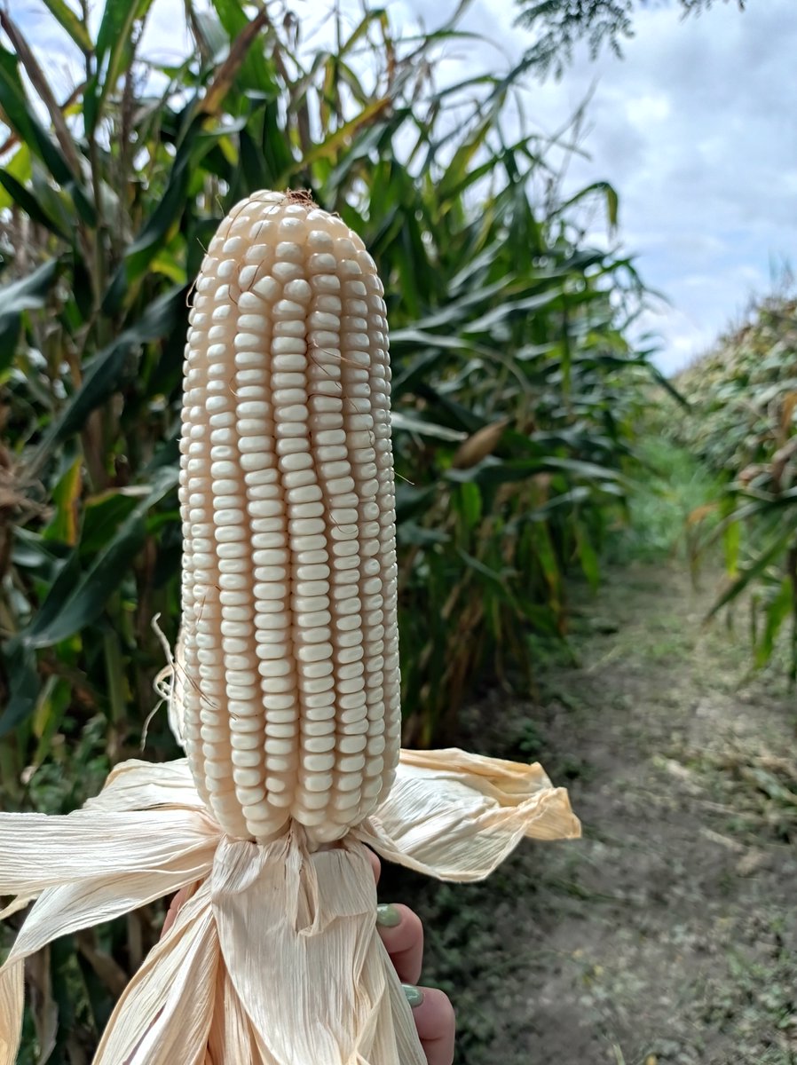 Somos semillas con alto potencial genético que bridan excelentes resultados 🌽 ¡Somos Fundación Danac 🌱!