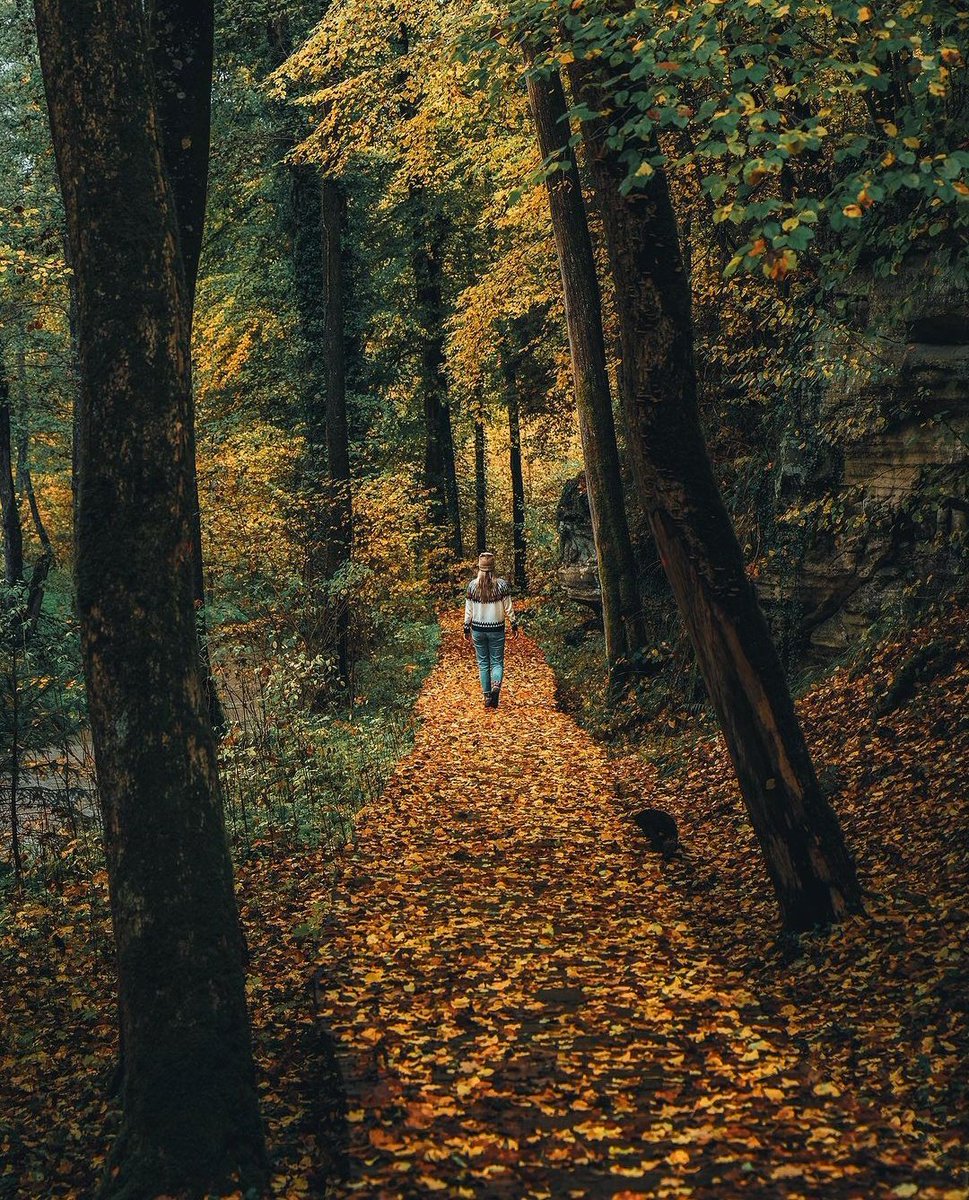 Müllerthal, Grevenmacher #jjk249 #LoveIsland #forest #SuicideSquadGame #Gaza #ImranKhan #BudgetSession #r4today #view #travelphotography #photography #photooftheday #Turkey #walking #AutumnFalls #beauty #nature #NaturePhotography #naturelovers