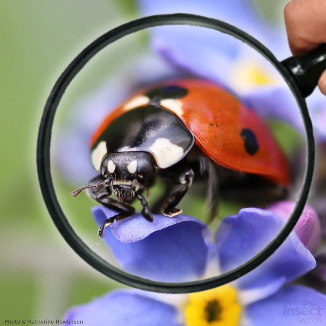 Want to help measure the health of insects in the UK? Get involved in #BiologicalRecording to track species distribution over seasons & associated habitat over time. Contribute your observations & help build a picture of insect wellness 🪲

insectweek.org/discover-insec…

#RecordInsects