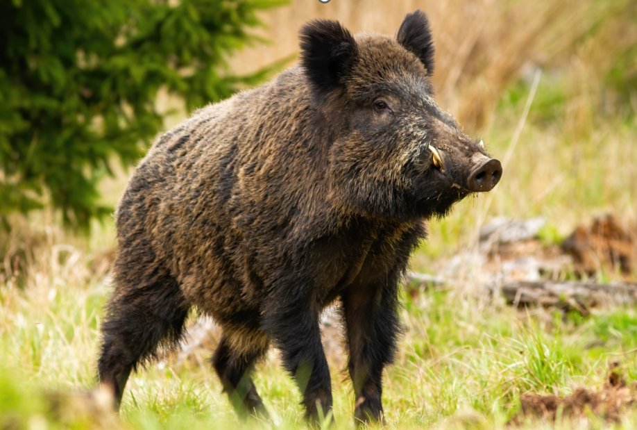 Animals_EFSA's tweet photo. 🚨 First case of #AfricanSwineFever confirmed in the province of #Parma 🐗

On 29 January, a #wildboar was found dead and then tested positive for #ASF in the municipality of Tornolo.

More information 👉 https://t.co/7O6Wq5bh4q https://t.co/SQadij6mfq