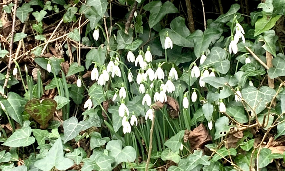 lynnesutton1's tweet photo. #snowdrops #galanthus #love took pic in lane where we live 💚🤍💚🤍 https://t.co/JmJdCHc0aa