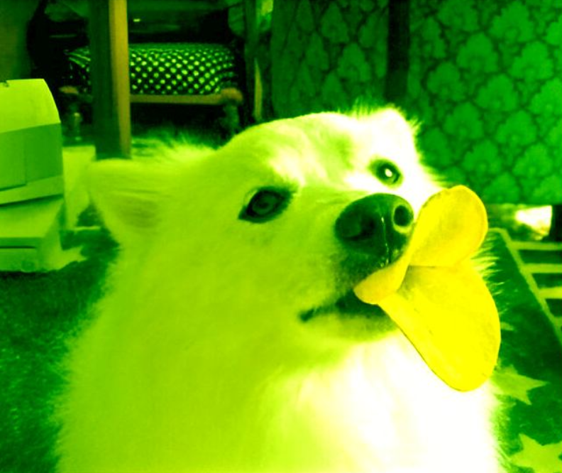 BadEye9's tweet photo. ‼️NEW chain mean NEW DOG MEME ‼️

I know you missed SHIBA, BONK, WIF, ANALOS and many other memes rockets LIKE ME!
So don’t miss another opportunity with @DOGSDUCKFACE  
🦆🐶🚀

Let me explain…

1/10 📄 https://t.co/As9kZ7DjNi