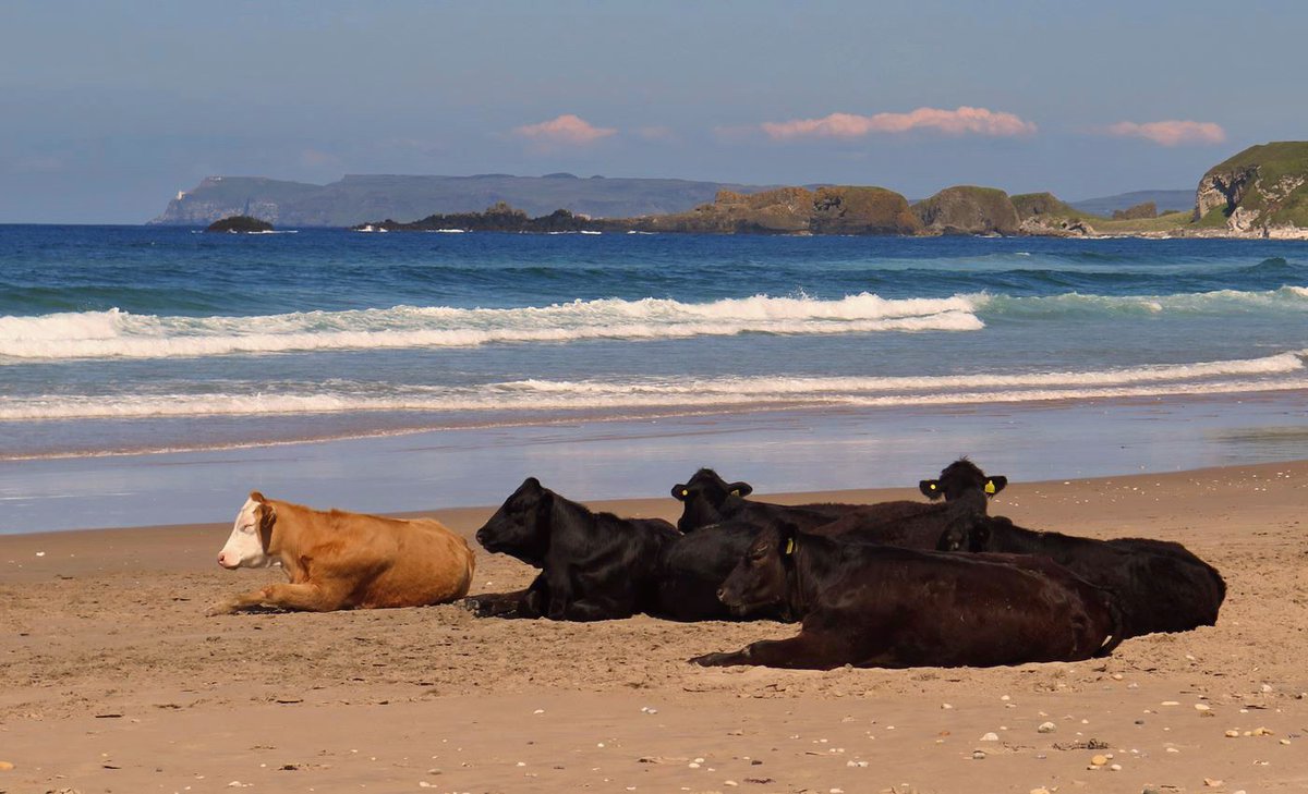 On a wet and windy day, dreaming of days like this. 
Just relaxing on the beach. 
#Cows #WhiteparkBay #NorthCoast  #CausewayCoast #NorthernIreland #Photograghy #PhotoOfTheDay