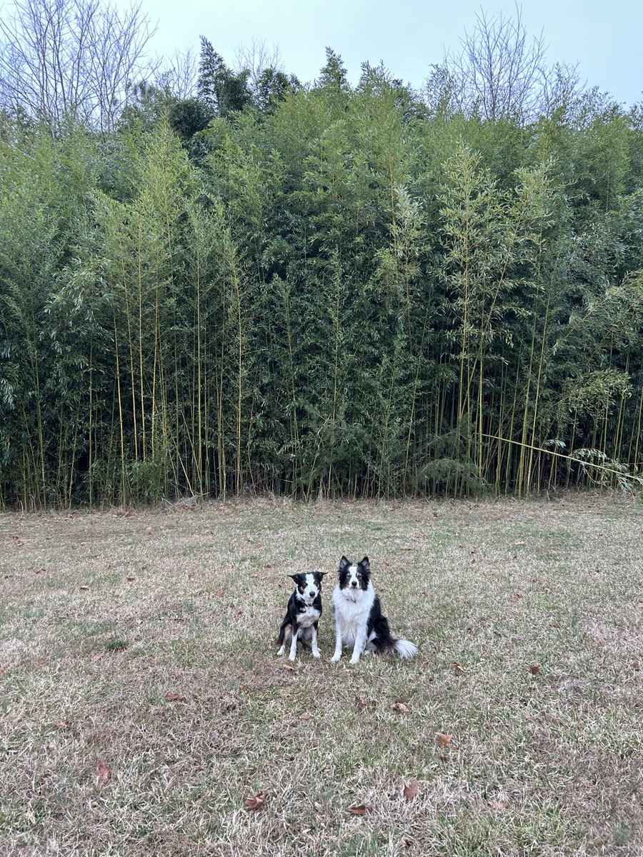 We walk past this big stand of bamboo almost every day. It has gone completely wild and has become habitat for many ticks and mosquitoes. We stay far away in the summer! 

#invasiveplants #grownatives