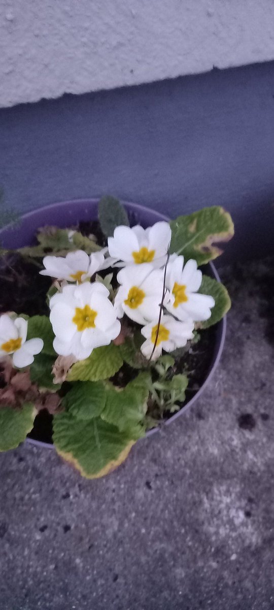 BDuffma's tweet image. #100daysofwalking #round4crew last day of #January2024 busy day ahead for small hands ➕ to be made #Burren