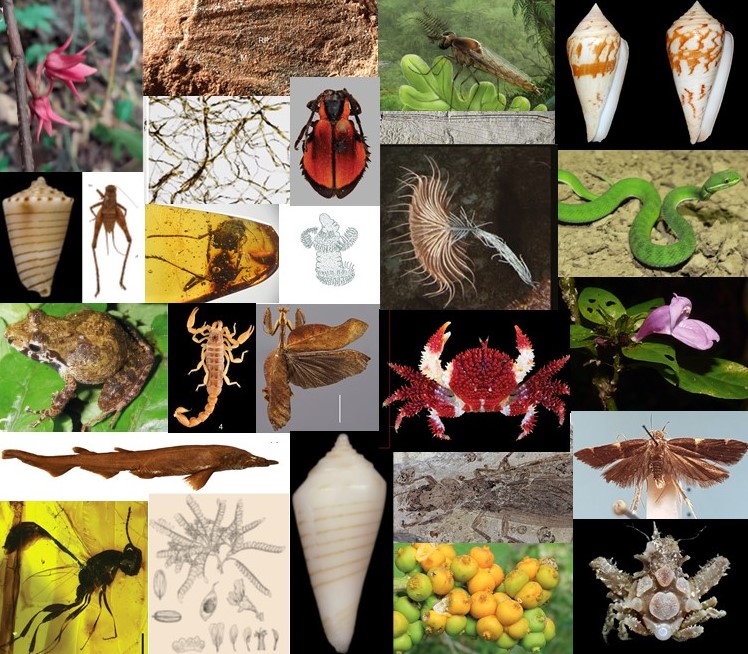 ISYEBsp (@isyebsp) on Twitter photo En 2023, l'ISYEB a publié 188 articles sur la taxonomie et a décrit 327 taxons nouveaux pour la science, dont 259 espèces nouvelles (189 actuelles et 70 fossiles)
@ISYEB_umr #Taxonomy <a href="/Le_Museum/">Muséum national d'Histoire naturelle</a> <a href="/Sorbonne_Univ_/">Sorbonne Université</a> @INEE_CNRS <a href="/UnivAntilles/">UnivAntilles</a> <a href="/EPHE_PSL/">École Pratique des Hautes Études - PSL</a> En 2023, l'ISYEB a publié 188 articles sur la taxonomie et a décrit 327 taxons nouveaux pour la science, dont 259 espèces nouvelles (189 actuelles et 70 fossiles)
@ISYEB_umr #Taxonomy <a href="/Le_Museum/">Muséum national d'Histoire naturelle</a> <a href="/Sorbonne_Univ_/">Sorbonne Université</a> @INEE_CNRS <a href="/UnivAntilles/">UnivAntilles</a> <a href="/EPHE_PSL/">École Pratique des Hautes Études - PSL</a>