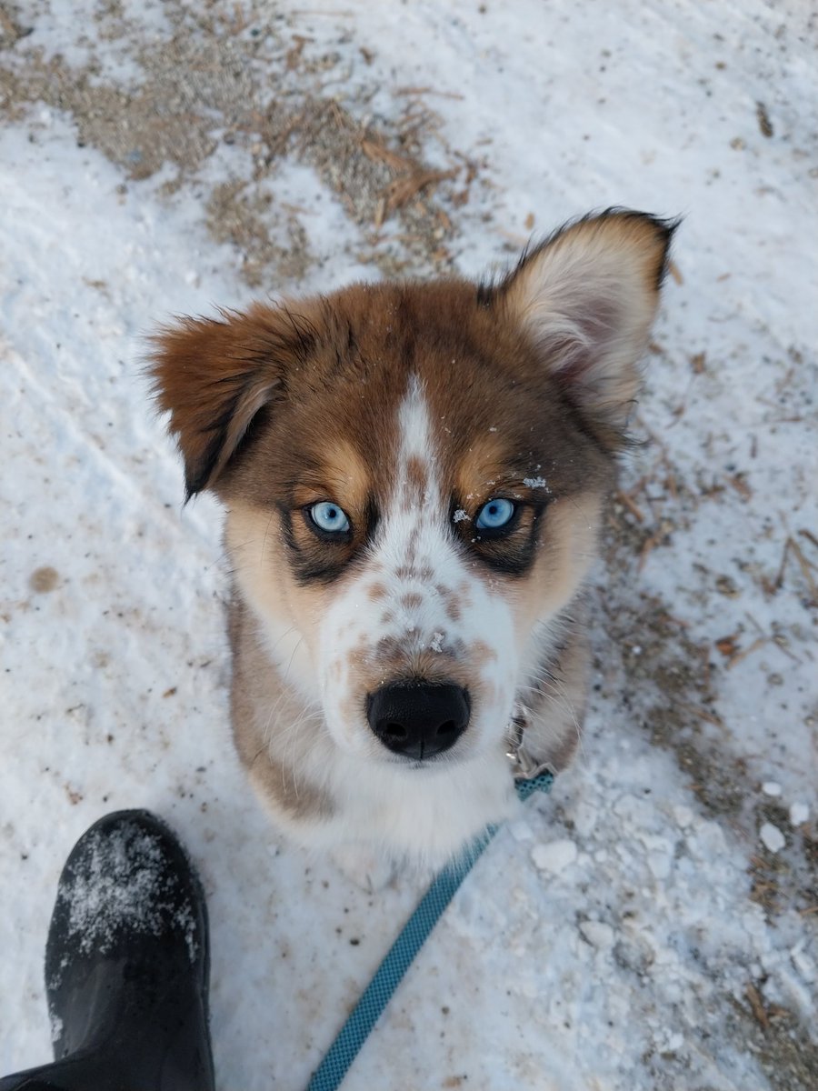 Our Christmas puppy is quite the looker!