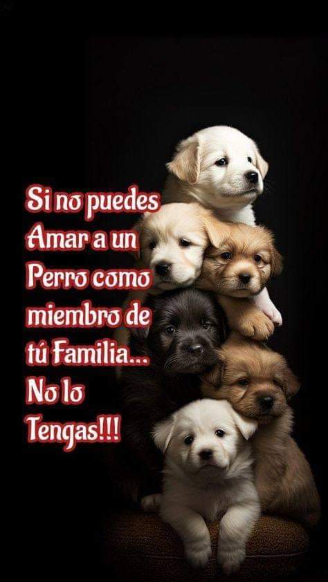 GRamirezF_D12's tweet photo. Buenos días Feliz miércoles 🐾🐶❤️ https://t.co/0bh0gHVBOu