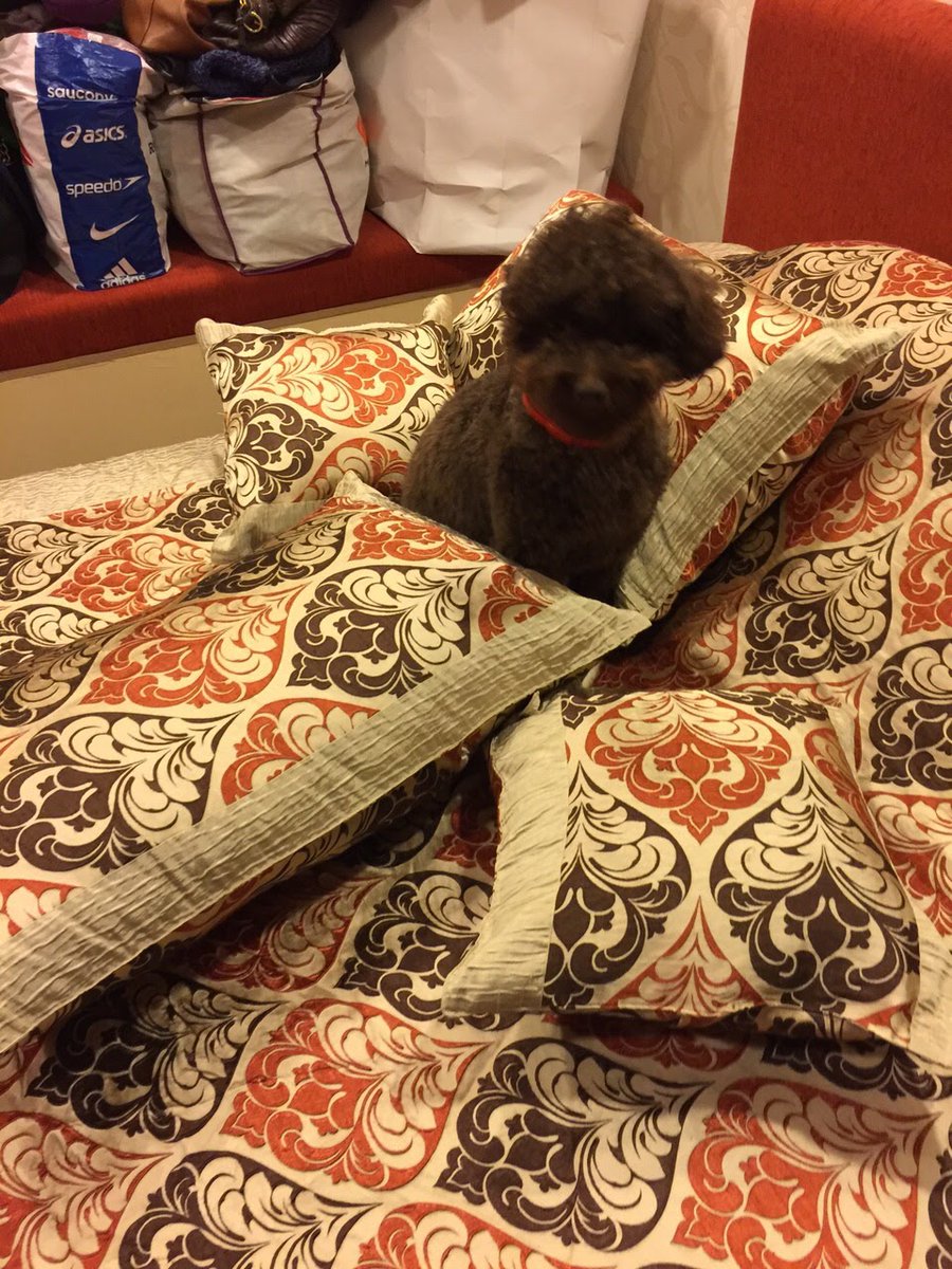 captsingh's tweet photo. .@annfinster
--
Asked my dog what's two minus two. He said nothing. #DogMath #PawsomeHumor https://t.co/mjqI4TWhU8