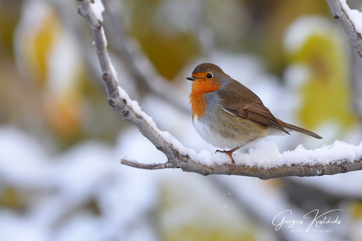 ornithologiki's tweet image. 🐦❄️ Πατημένη βρώμη, λίγοι άψητοι και ανάλατοι ξηροί καρποί ή κομμάτια φρούτων είναι ιδανική μερίδα σωτηρίας για όσα πουλιά δυσκολεύονται να βρουν τροφή τον χειμώνα. Προσοχή όμως: αποφεύγουμε τροφές με αλάτι όπως και σημεία που έχουν πρόσβαση... γάτες! 👉 bit.ly/2XjsfS4