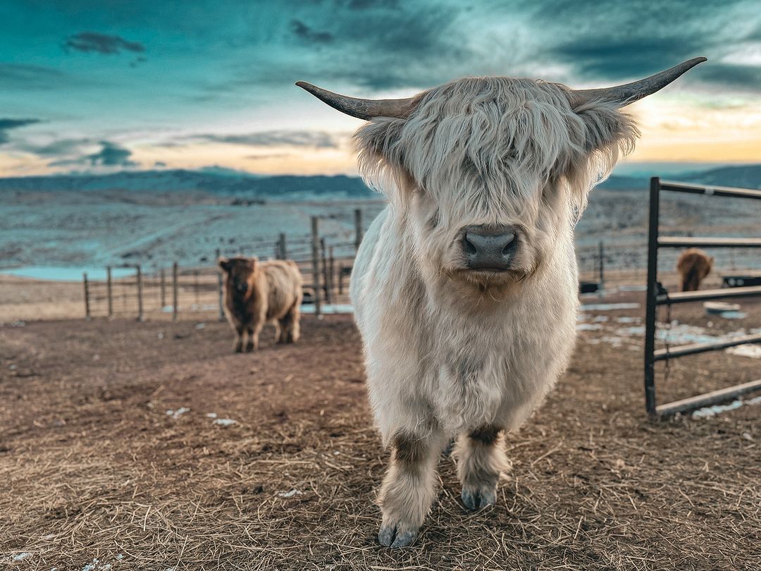 Cowlover12344's tweet photo. lovehoofhearted I want my life to defy human explanation.🤍 ~Louie Giglio (Don’t Give the Enemy a Seat at Your Table: It’s Time to Win the Battle of Your Mind...) https://t.co/6ZRpqDqIfi