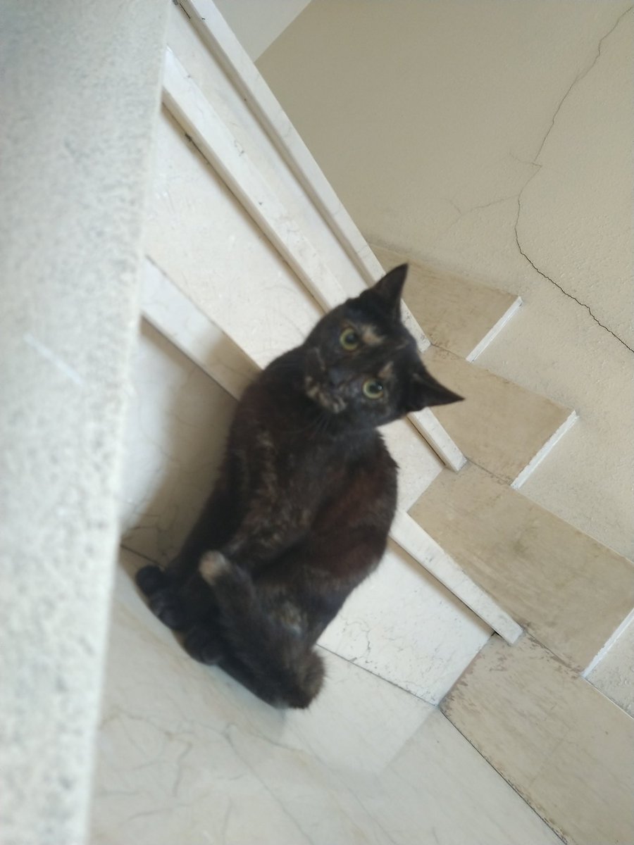 Esta gatita apareció en las escaleras de un portal en la calle San Sebastian en A Coruña 

Si alguien la reconoce por favor que se ponga en contacto con asociacion@gatocan.com