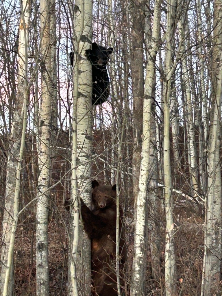 This weather is confusing everybody... #Ranching #Spring2024?