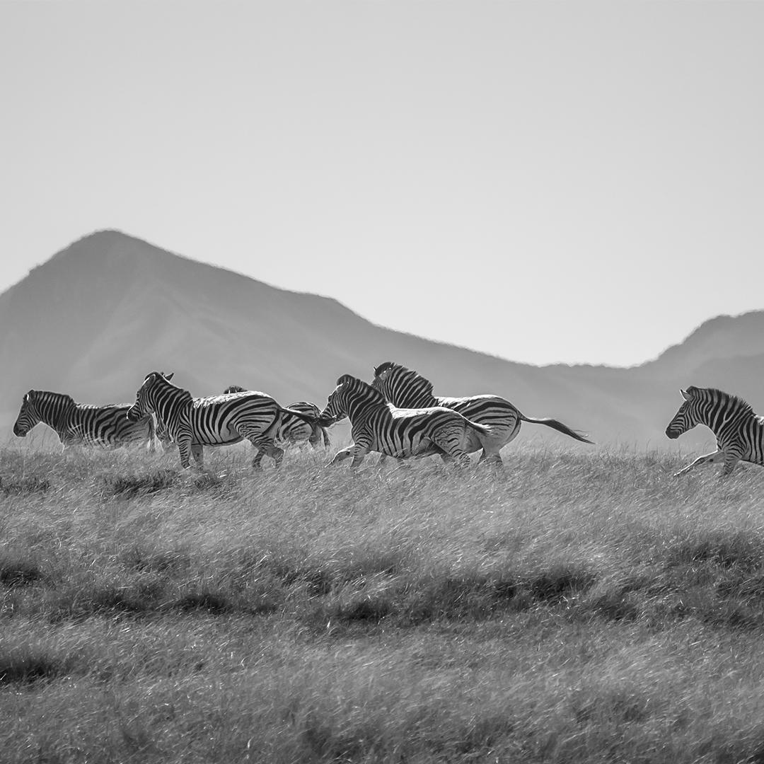 Today is International Zebra Day, a chance to raise awareness about the threats facing zebras and what we can do to help! There are currently three species of zebra in the wild: Grevy's, plains and mountain, with Grevy's currently Critically Endangered! 📸 Jack Harrison