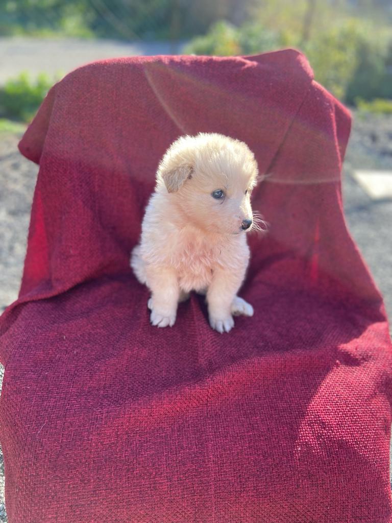 fabydp73's tweet photo. Melody,  maremmana,  2 mesi è rimasta solo lei della sua cucciolata trovata nel solito cartone.. 
Sicilia recuperi su recuperi. A breve finirà in canile.. Per info contattare il 347 72 54 598 tramite messaggio WhatsApp no chiamate per favore https://t.co/DGMJVnGOuJ