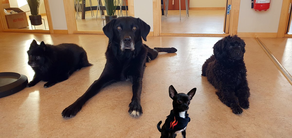 ihpheating's tweet image. Meet our office dogs who are a furry bunch of lovelies that make our workday a little brighter. 🐕 They're always happy to see us and they're always up for a cuddle. They're also great for reducing stress. We're so lucky to have them as part of our team!
#officedogs #ihp #pawsome