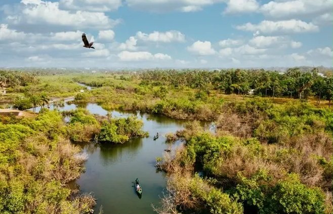 Wetlands are more than just watery areas - they're vibrant ecosystems that support a wide range of plant and animal life. #WetlandsEcosystem
#BiodiversityConservation