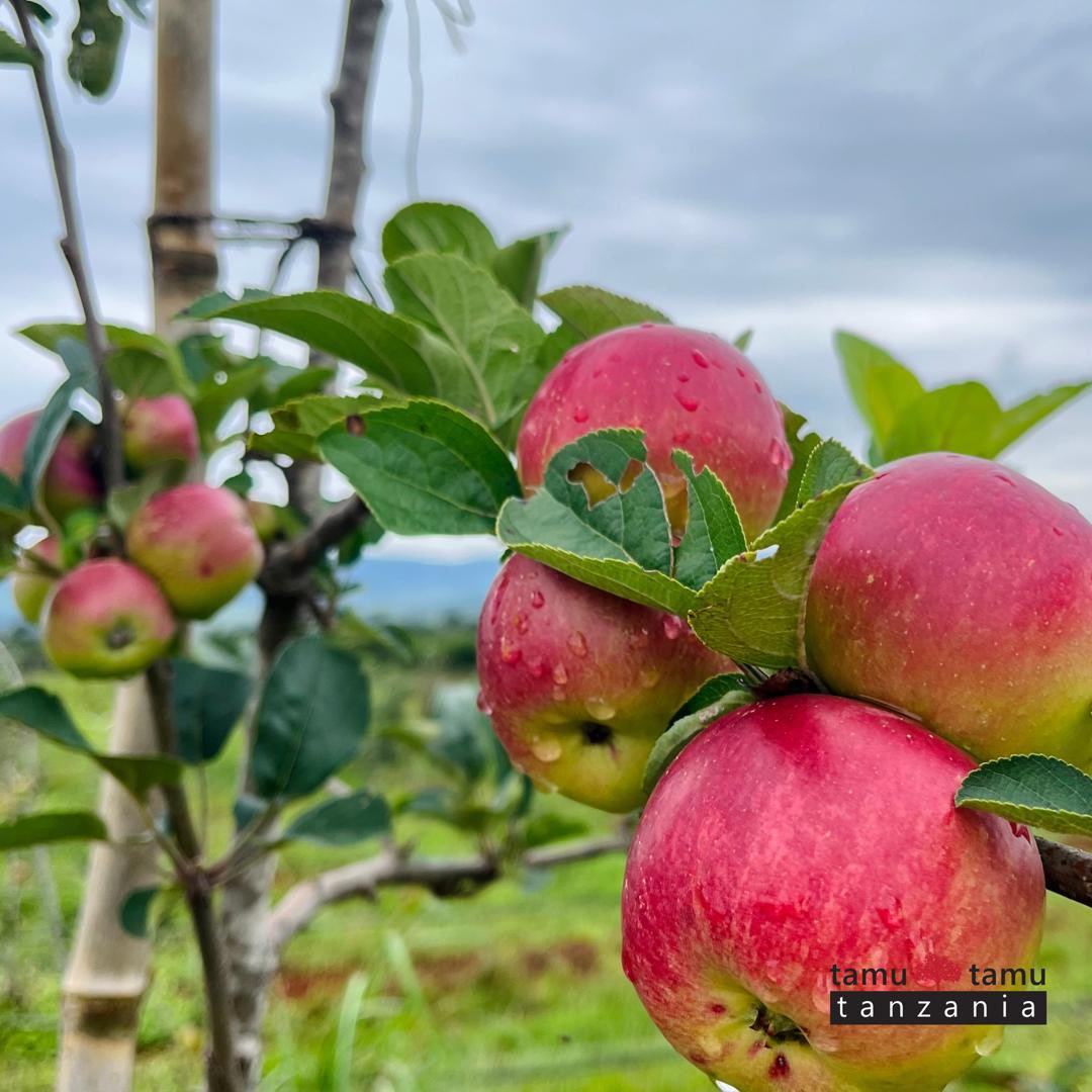 SAGCOT and Tamu Tamu Tanzania Collaborate to Unlock East Africa’s Apple Farming Potential. Tanzania on the March to a powerhouse in apple production! Continue watching this space kilimokwanza.org/sagcot-and-tam…