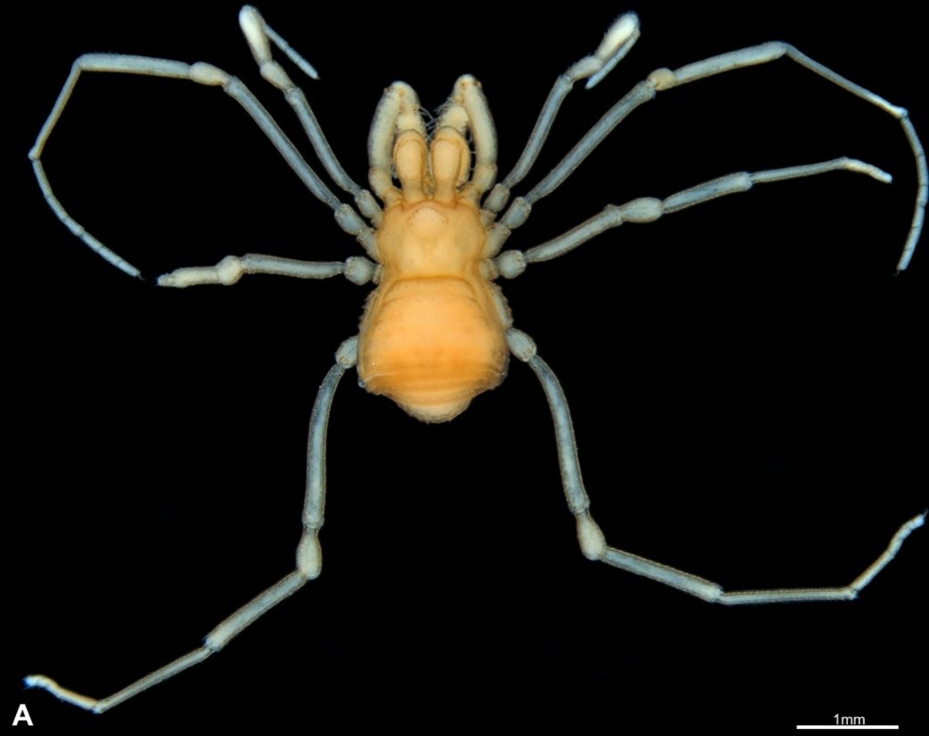 Abel Pérez González (@abelaracno) on Twitter photo Just released in <a href="/ejtaxonomy/">European Journal of Taxonomy</a>! Our last contribution (open access) together with our dear collaborators from the LES/UFSCar! We redescribed the type species of the troglobitic genus Spaeleoleptes (Opiliones: Escadabiidae) and described a new species. doi.org/10.5852/ejt.20… Just released in <a href="/ejtaxonomy/">European Journal of Taxonomy</a>! Our last contribution (open access) together with our dear collaborators from the LES/UFSCar! We redescribed the type species of the troglobitic genus Spaeleoleptes (Opiliones: Escadabiidae) and described a new species. doi.org/10.5852/ejt.20…