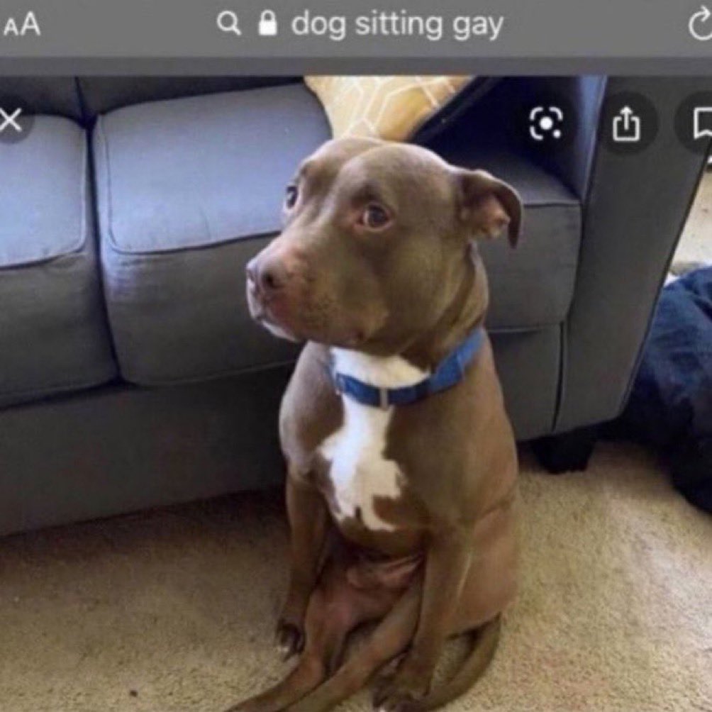 la felicidad esta en tener una mascota para hablarle todos los días y decirle que darías la vida por ella mientras te miran así