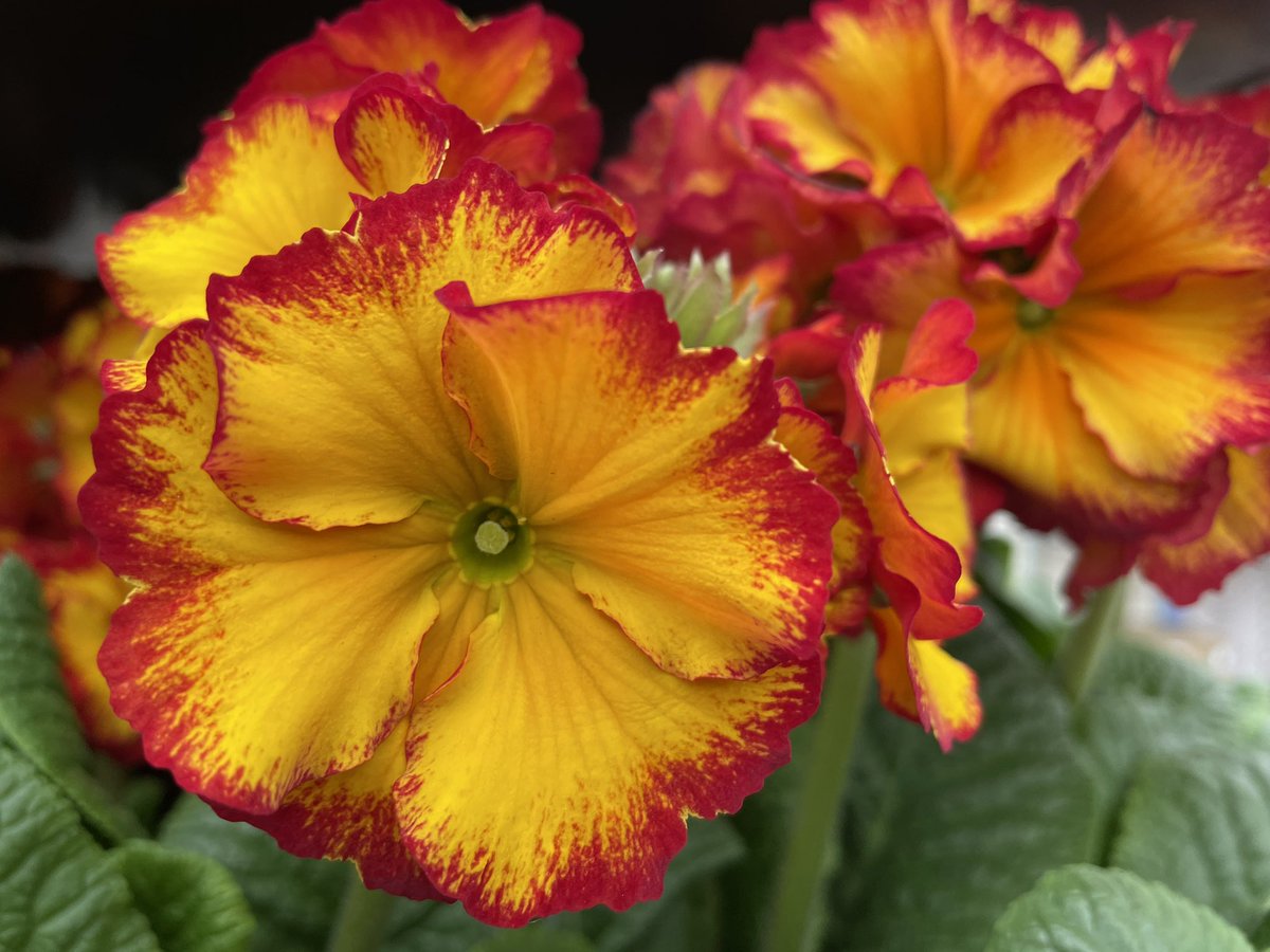 Allensmore Nurseries tweet media