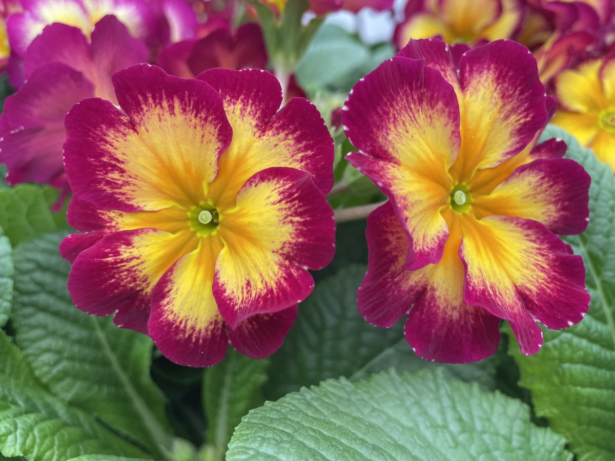 Allensmore Nurseries tweet media