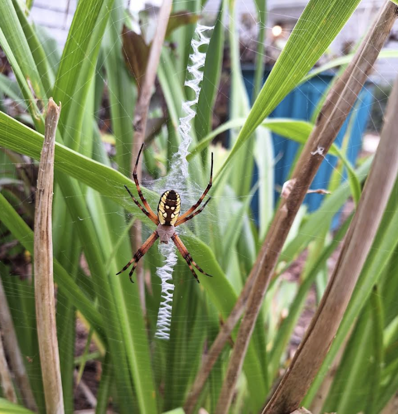 SistersOfStMarg's tweet image. Wildlife Wednesday at the Convent. Seek beauty and you shall find it. #wildlifewednesday #conventlife #smduxbury