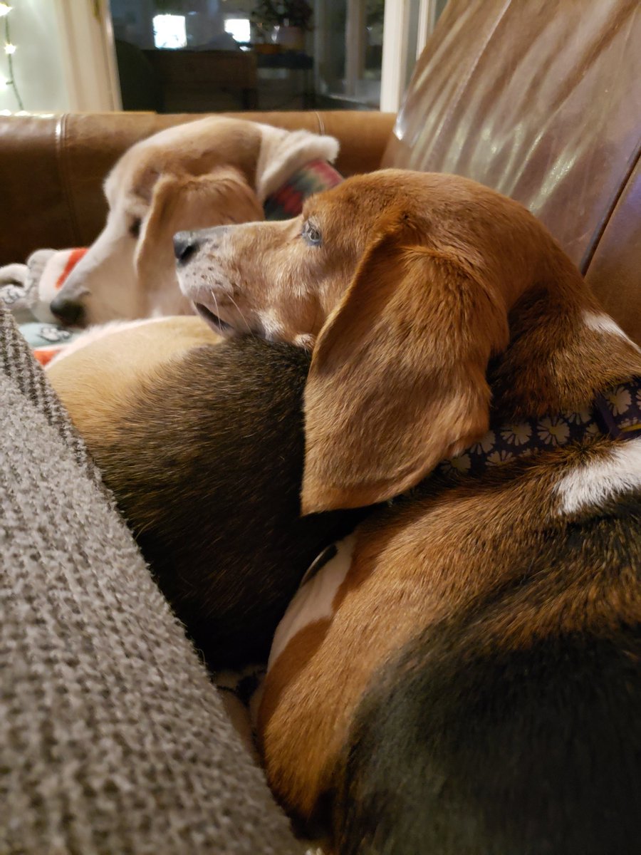 NoodleBeagle tweet media
