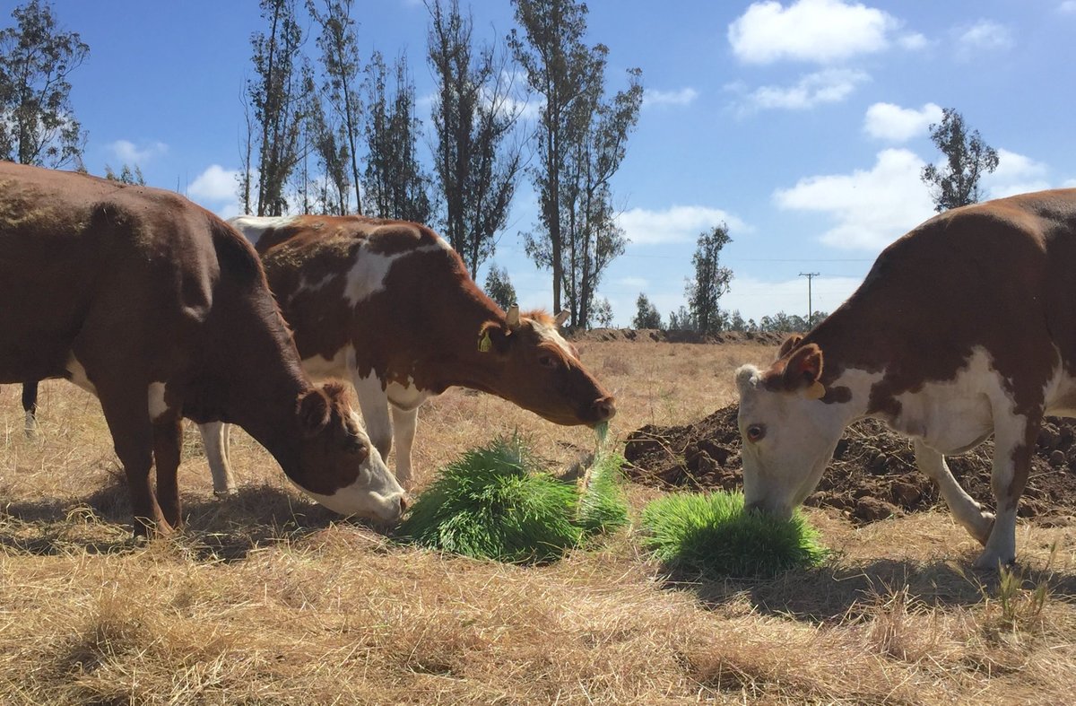 FarmBox_Foods's tweet image. One of our company's missions is to build the tools that enable #farm and #ranching operations to sustainably feed their animals with healthy feed all year long, especially in areas hit by severe drought. Our 40-foot-long Hydroponic Fodder Farm allows them to do just that.