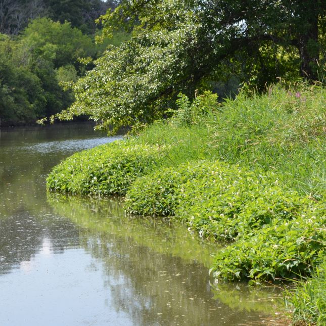 We are proud to receive a $630,000 grant from the National Fish and Wildlife Foundation’s National Coastal Resilience Fund to develop an installation-ready engineering & design plan for the Chicago-Calumet River system employing aquatic habitat. More here: tinyurl.com/yycw8dva