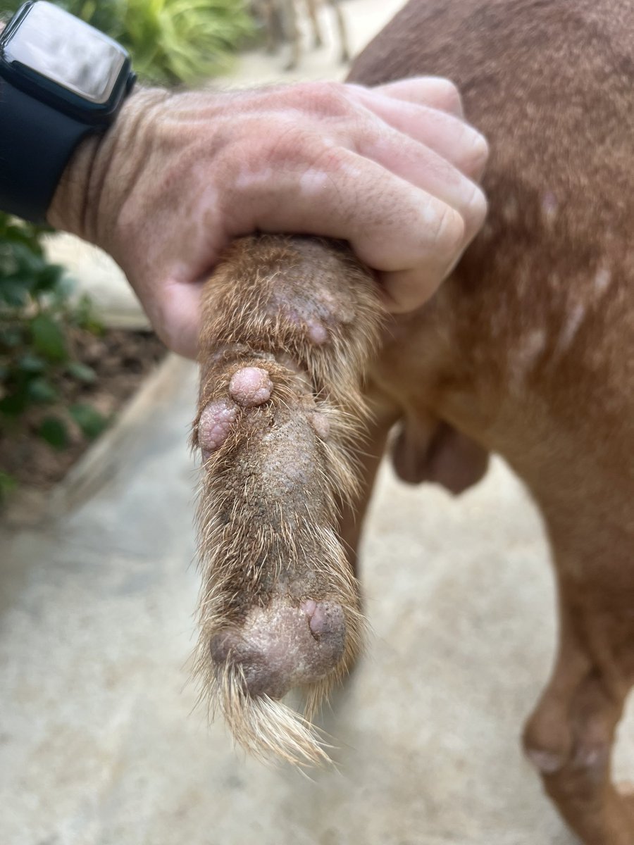 Niall Harbison tweet media