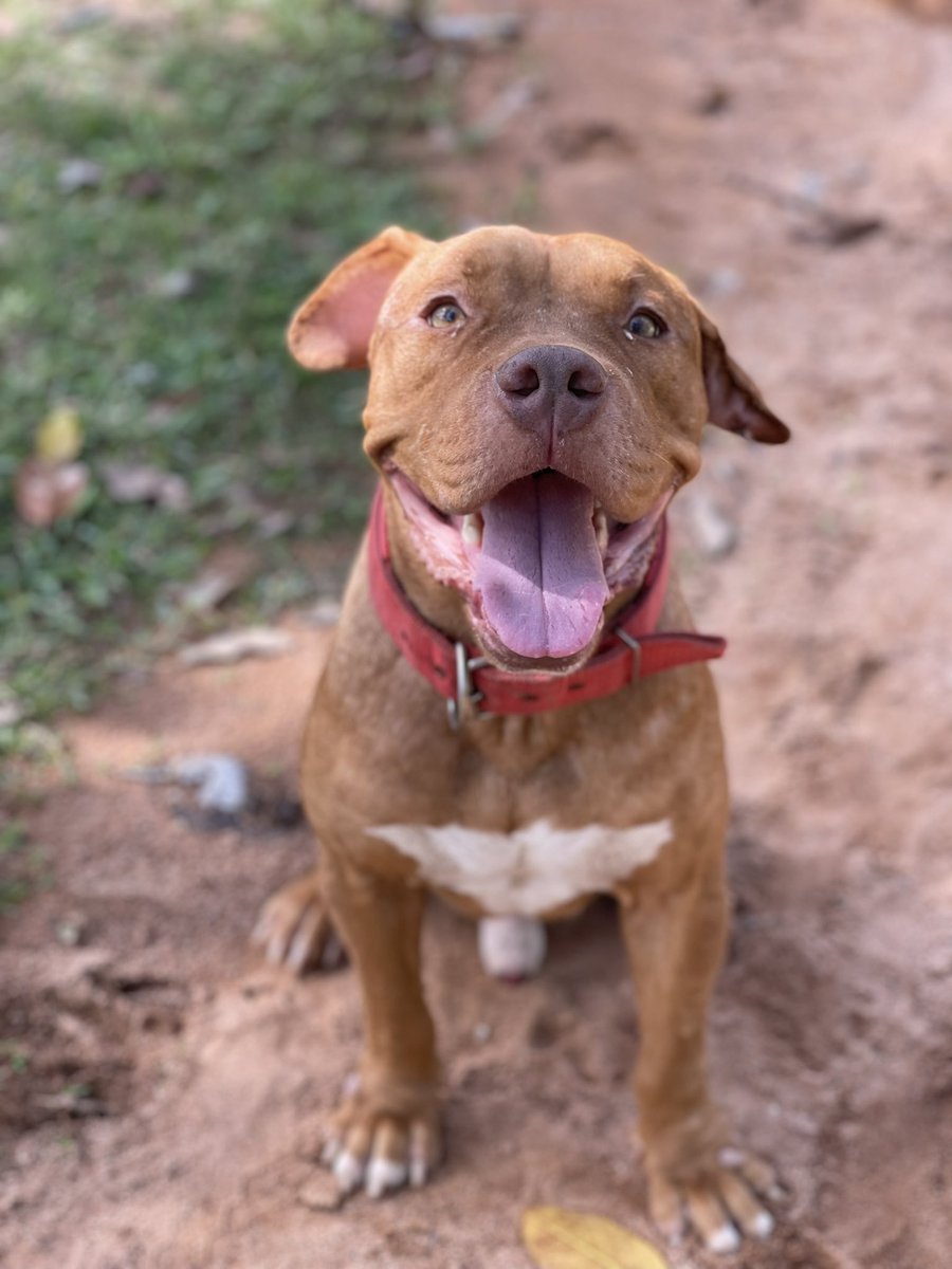 Niall Harbison tweet media