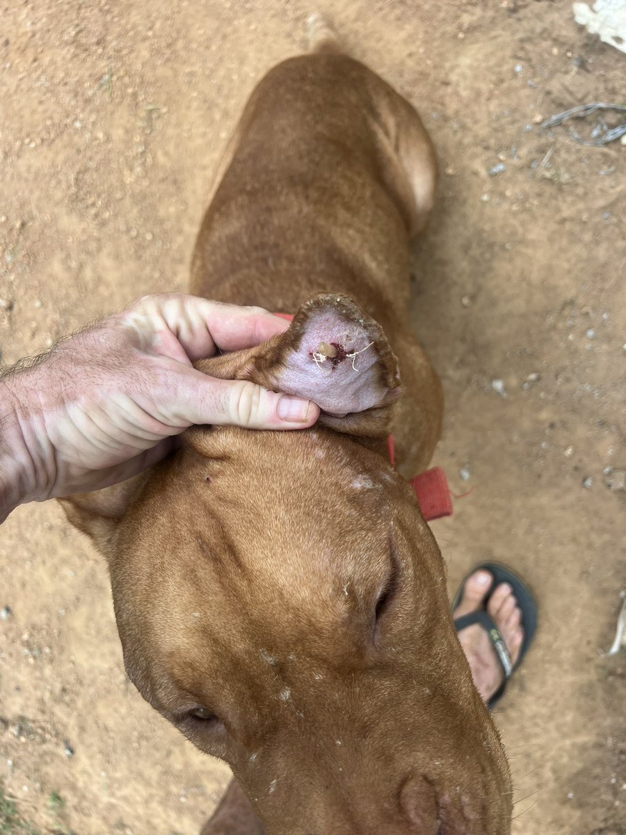 Niall Harbison tweet media