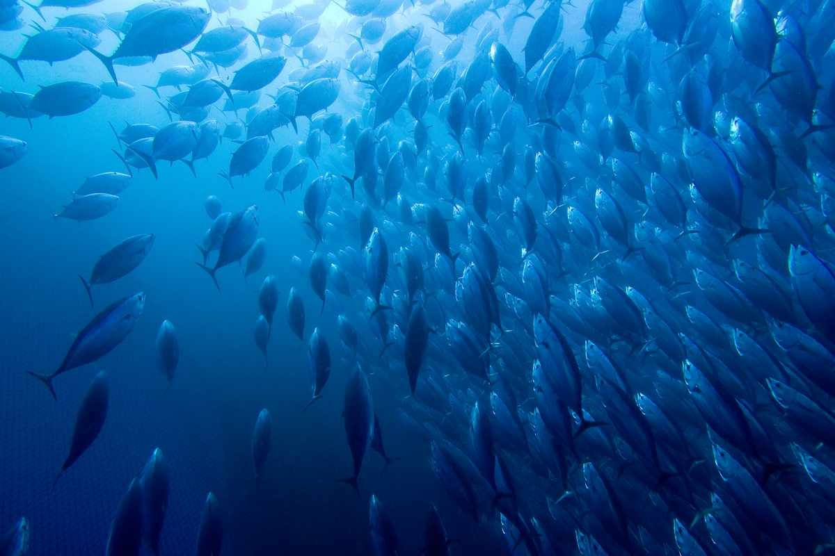 Celebrities urge satellite firm (@IridiumComm) to stop satellite-assisted slaughter in the #oceans - ecohustler.com/technology/cel… #Fish #Animals #Sustainability @ChrisGPackham @AmandaHolden @HughFW @oceana @PlantBasedNews