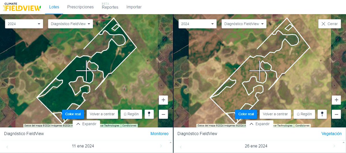 Una imagen que muestra la realidad de la zona. Lote de maíz sembrado el 2/10/23.