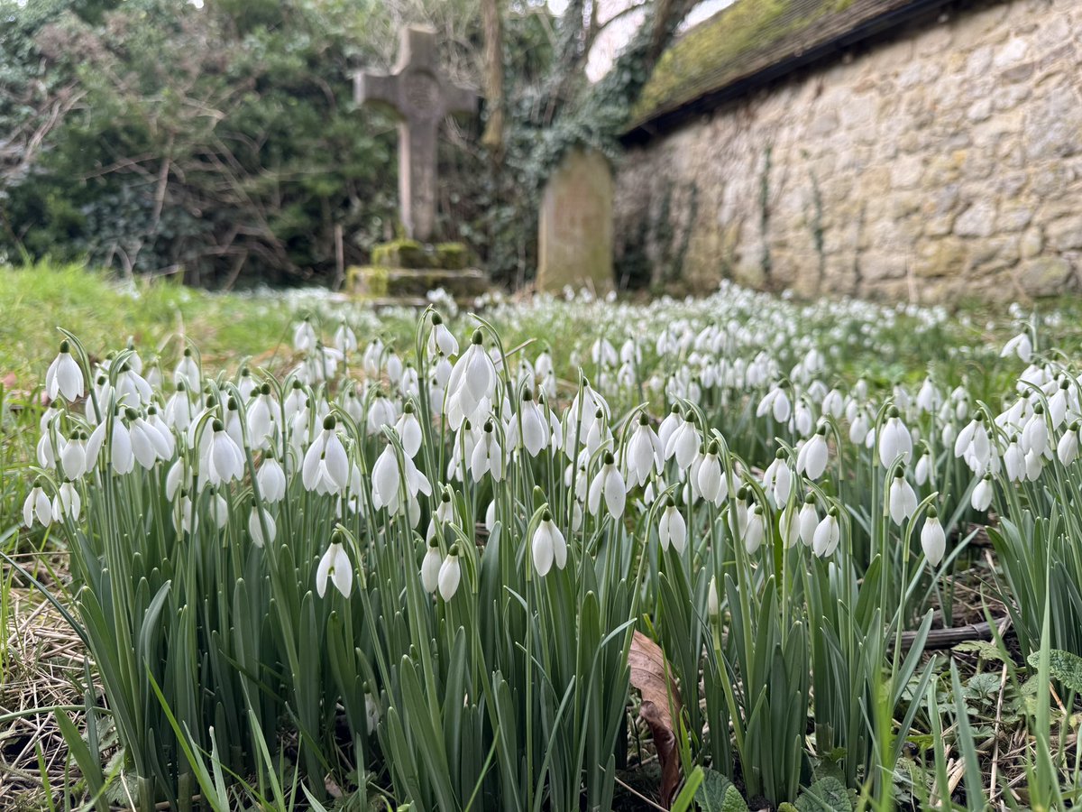 Beautiful #snowdrops on a mid-winter day 🥰