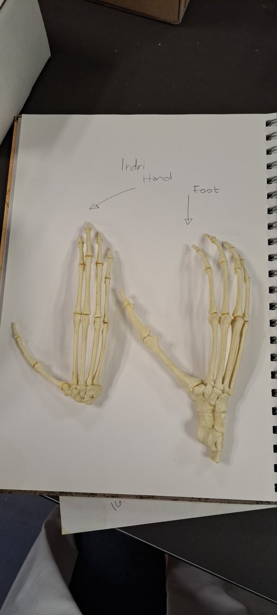 SallyR_ISLHE's tweet image. Look at how similar the hands and feet of the Indri are 🥰🥰🥰