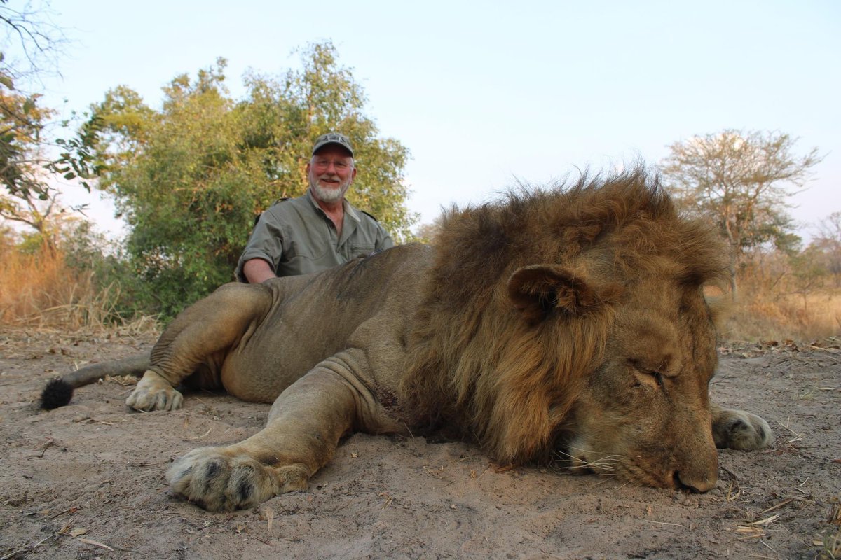 Tony Masino (retired cpl, Prince George's County Police Dept) killed this 'big boy' in Tanzania. He worked his 'ass off'. Wonder why? There is zero huntable lions left, asshole. 🤬RT #BanTrophyHunting @_Pehicc @SARA2001NOOR @Angelux1111 @Gail7175 @DidiFrench @Lin11W @PeterEgan6